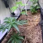 Bakerman - Living Soil -
