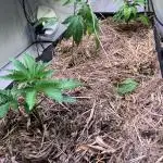 Bakerman - Living Soil -