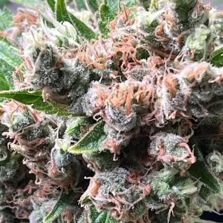 Triple Cheese - Living Soil -