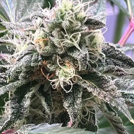 Bakerman - Living Soil -