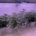 Mother plants round 1