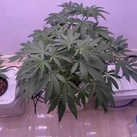 Mother plants round 1