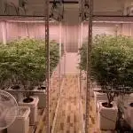 Round 1 (bought clones)