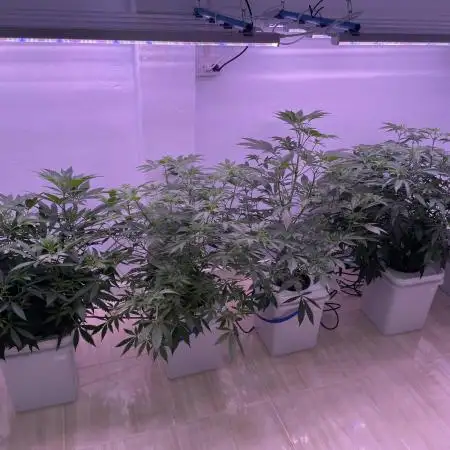 Mother plants round 1