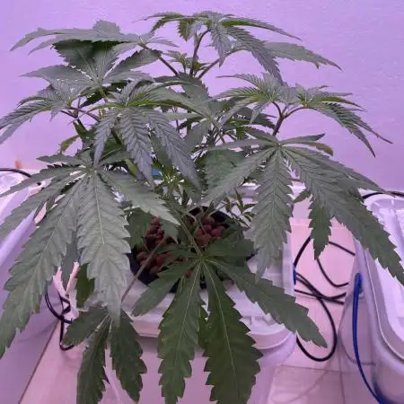 Mother plants round 1