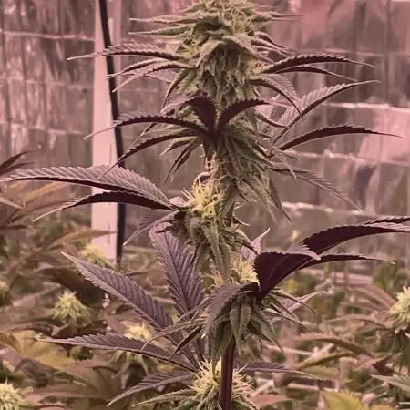 Round 1 (bought clones)