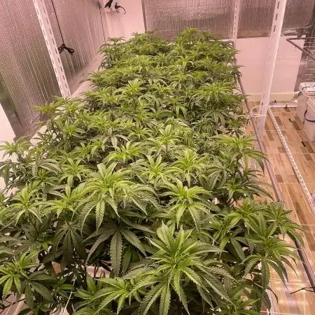 Round 1 (clones)