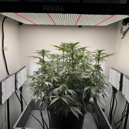 Lemon Mandarin Fastbuds