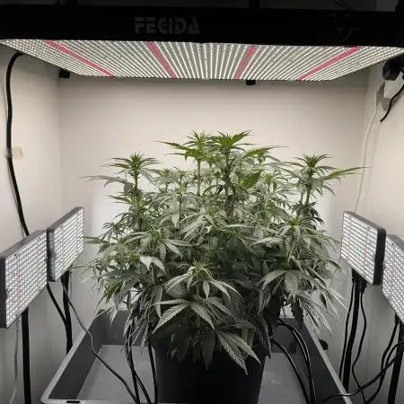Lemon Mandarin Fastbuds