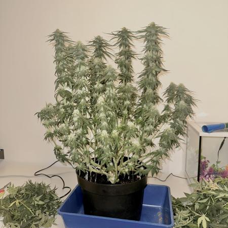 Lemon Mandarin Fastbuds