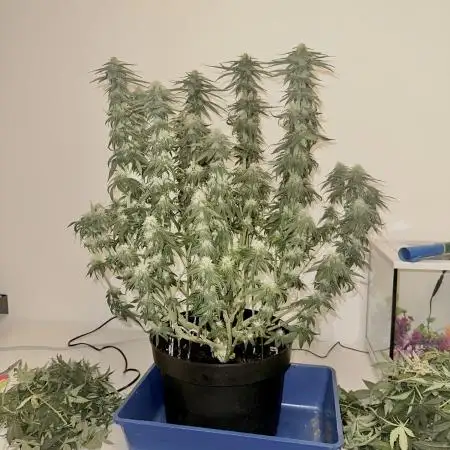 Lemon Mandarin Fastbuds