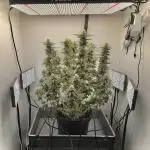 Lemon Mandarin Fastbuds