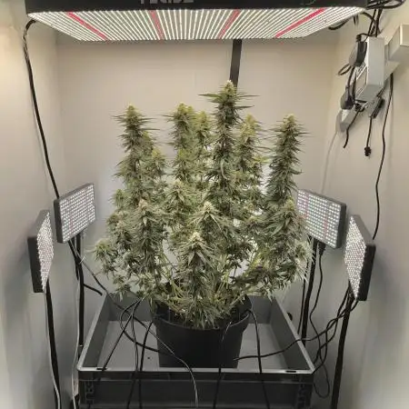 Lemon Mandarin Fastbuds