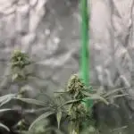 Mixed Run