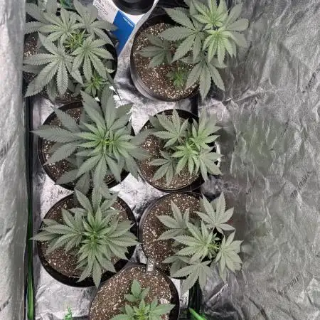Mixed Run