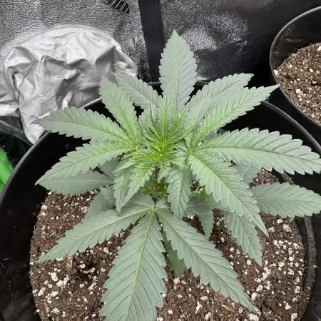 Mixed Run