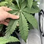 42fast Buds FF 3Strain Indoor 80x80