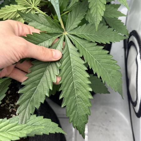 42fast Buds FF 3Strain Indoor 80x80