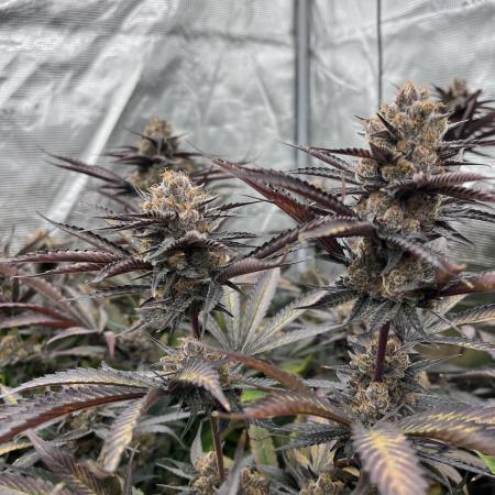 Scarlet Flame by WaffleTerps