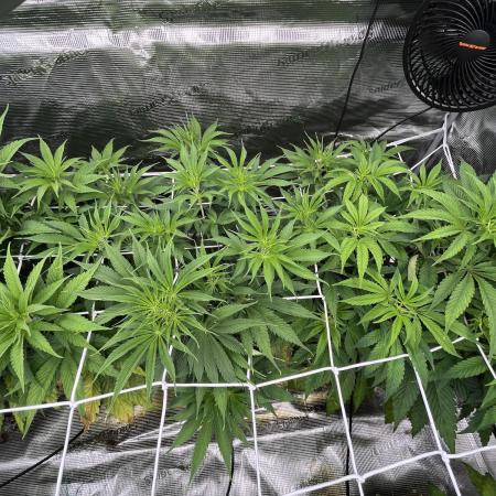 Scarlet Flame by WaffleTerps