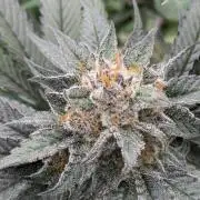 Scarlet Flame by WaffleTerps