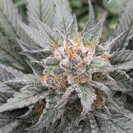 Scarlet Flame by WaffleTerps