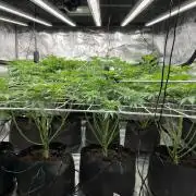 Scarlet Flame by WaffleTerps