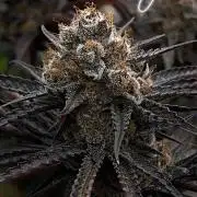 Scarlet Flame by WaffleTerps