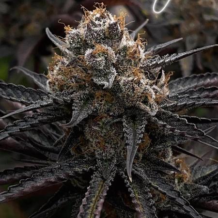 Scarlet Flame by WaffleTerps