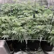 Scarlet Flame by WaffleTerps