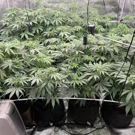 Scarlet Flame by WaffleTerps