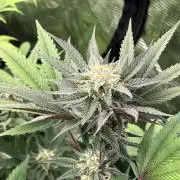 Scarlet Flame by WaffleTerps