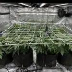 Scarlet Flame by WaffleTerps