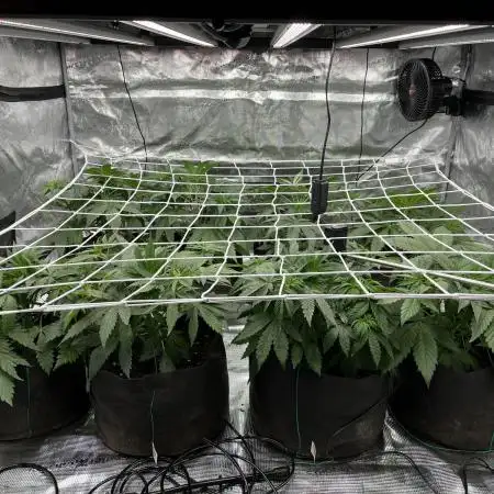 Scarlet Flame by WaffleTerps