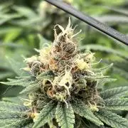 Scarlet Flame by WaffleTerps