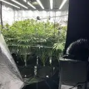 Scarlet Flame by WaffleTerps