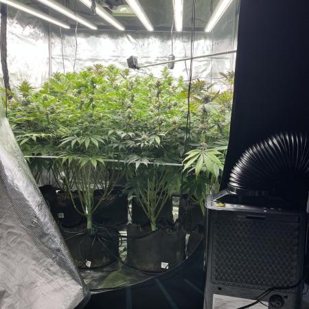 Scarlet Flame by WaffleTerps