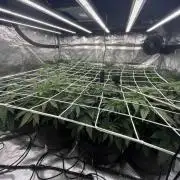 Scarlet Flame by WaffleTerps