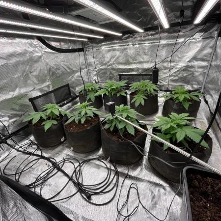 Scarlet Flame by WaffleTerps