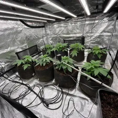 Scarlet Flame by WaffleTerps