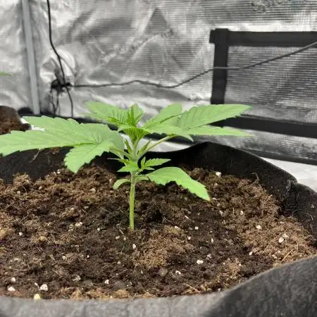 Scarlet Flame by WaffleTerps