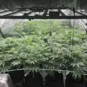 Scarlet Flame by WaffleTerps