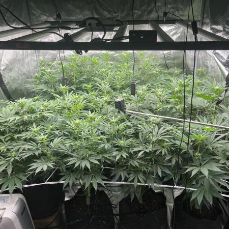 Scarlet Flame by WaffleTerps