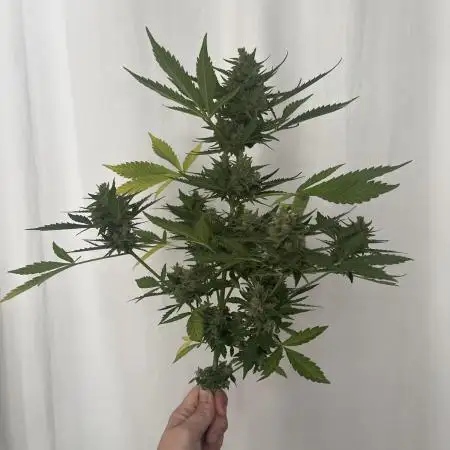 Mini Balkon 2025 first grow