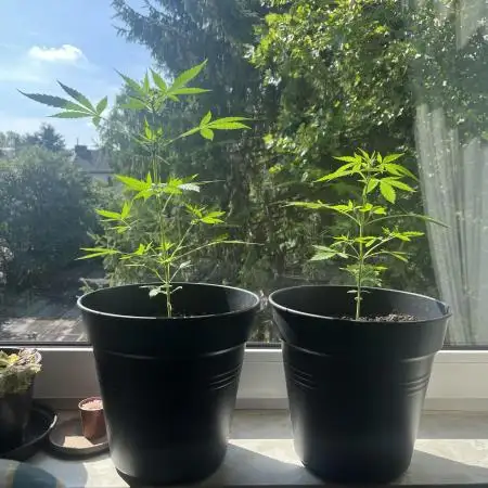 Mini Balkon 2025 #2 Chocolope