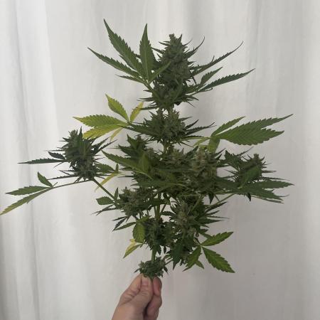 Mini Balkon 2025 first grow