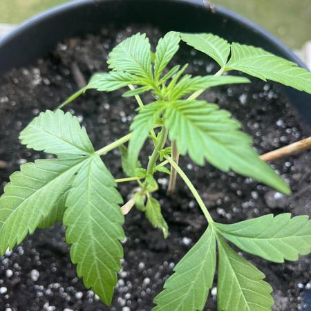 Mini Balkon 2025 #3 Gorilla Glue Auto