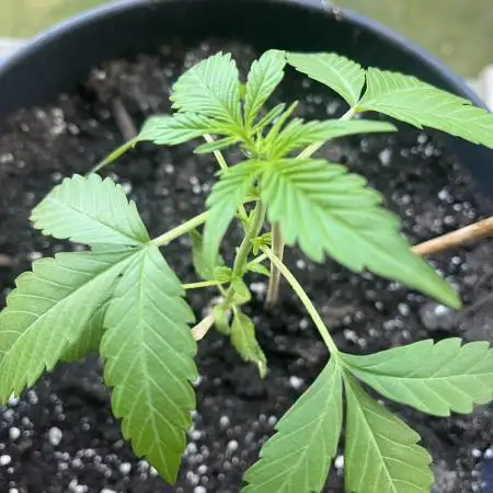 Mini Balkon 2025 #3 Gorilla Glue Auto