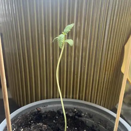 Mini Balkon 2025 #3 Gorilla Glue Auto