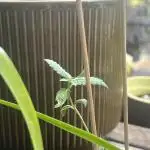 Mini Balkon 2025 #3 Gorilla Glue Auto